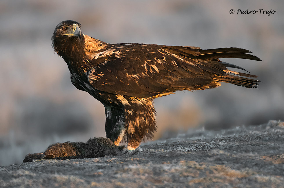 Águila imperial Ibérica (Aquila adalberti)